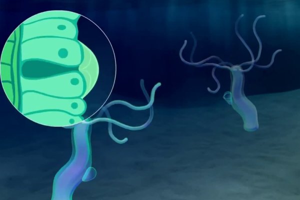Не работает сайт kraken