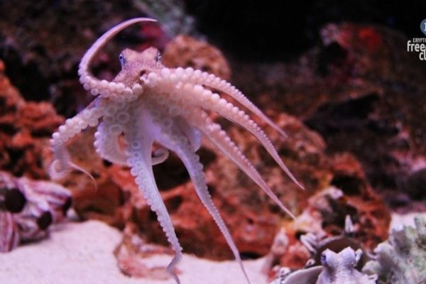 Kraken onion зеркало
